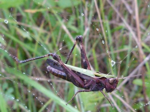 Omocestus rufipes